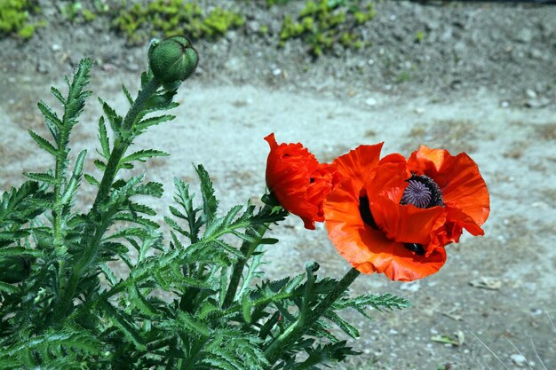 Foto hochwinkelansicht der roten mohnblüten