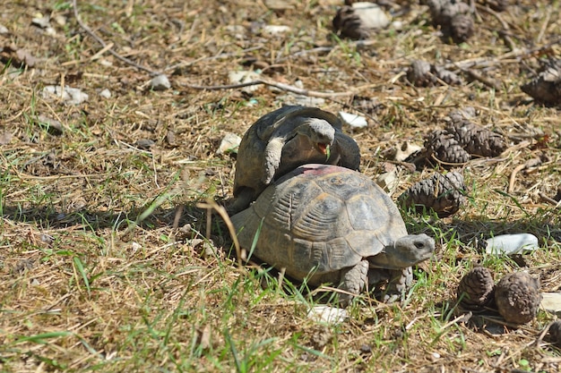 Foto hochwinkelansicht der schildkröte auf dem feld