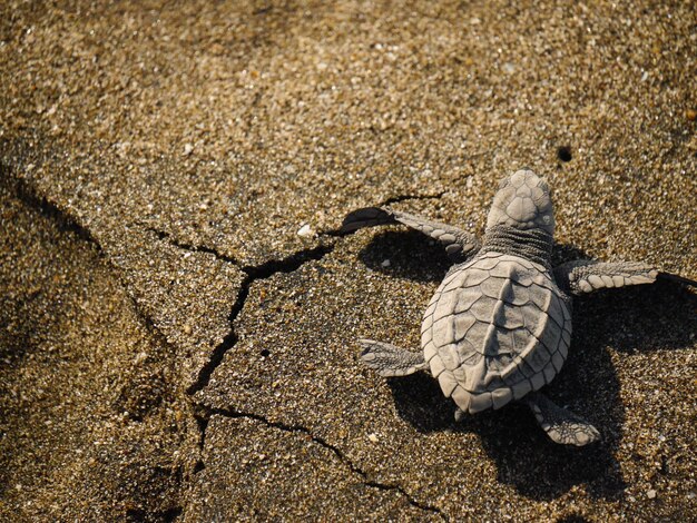 Foto hochwinkelansicht der schildkröte auf dem sand