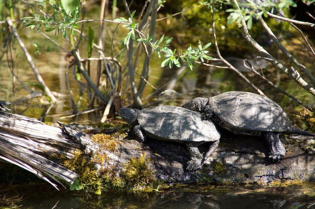 Hochwinkelansicht der Schildkröte auf einem Baum