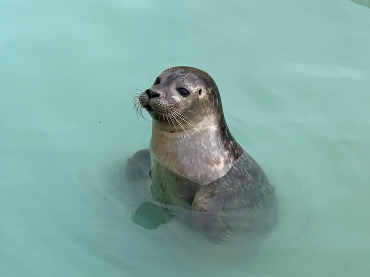 Foto hochwinkelansicht der schildkröte im meer