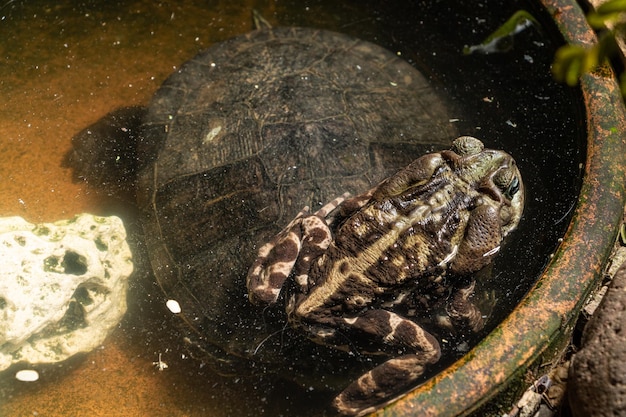 Hochwinkelansicht der Schildkröte