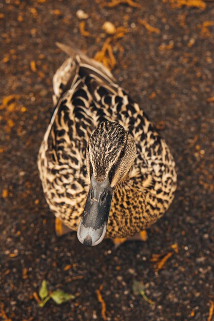 Foto hochwinkelansicht der weiblichen wildente auf dem feld