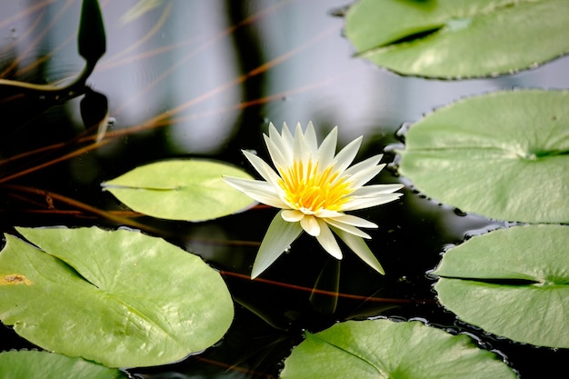 Hochwinkelansicht der weißen Wasserlilie inmitten von Lilienblumen im Teich