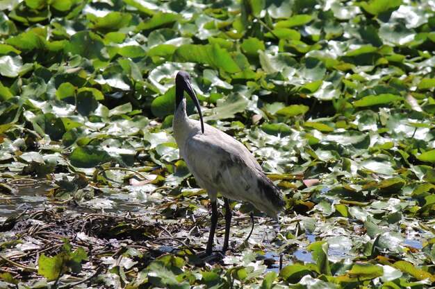 Foto hochwinkelansicht des australischen weißen ibis, der am teich sitzt