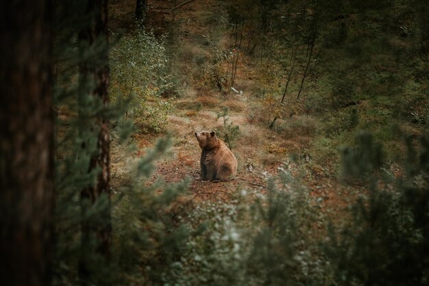 Foto hochwinkelansicht des bären durch bäume im wald