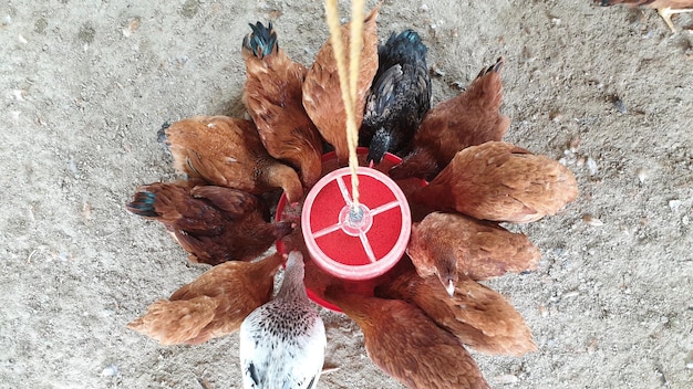 Foto hochwinkelansicht des desi hen