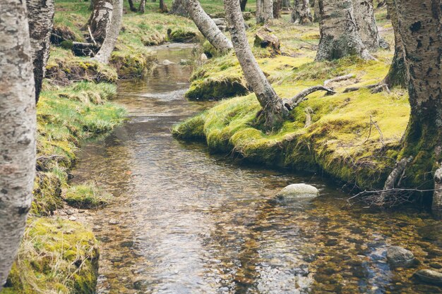 Foto hochwinkelansicht des flusses inmitten der bäume im wald