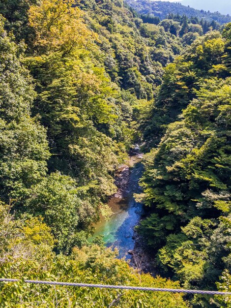 Hochwinkelansicht des Flusses inmitten von Bäumen im Wald