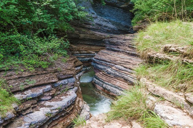 Foto hochwinkelansicht des flusses inmitten von bäumen im wald