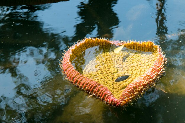 Foto hochwinkelansicht des gelben blattes, das auf dem see schwimmt