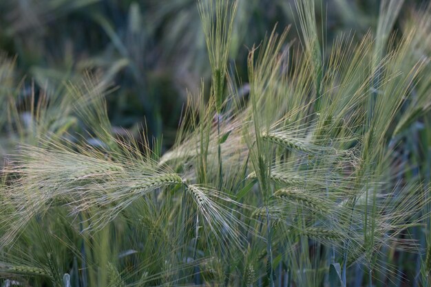 Foto hochwinkelansicht des gersteanbaus auf dem feld