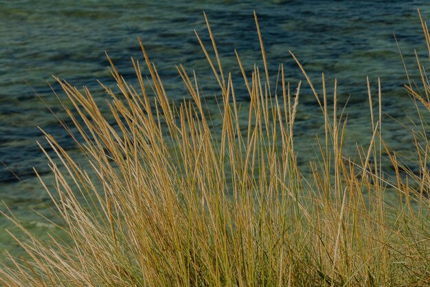 Hochwinkelansicht des Grases am Strand