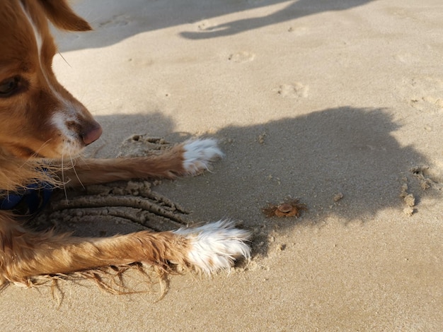 Hochwinkelansicht des Hundes am Strand