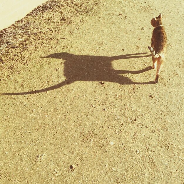 Foto hochwinkelansicht des hundes am strand