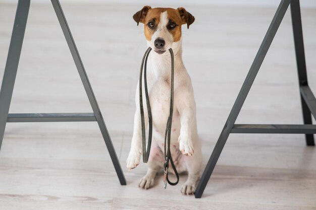 Foto hochwinkelansicht des hundes auf dem boden