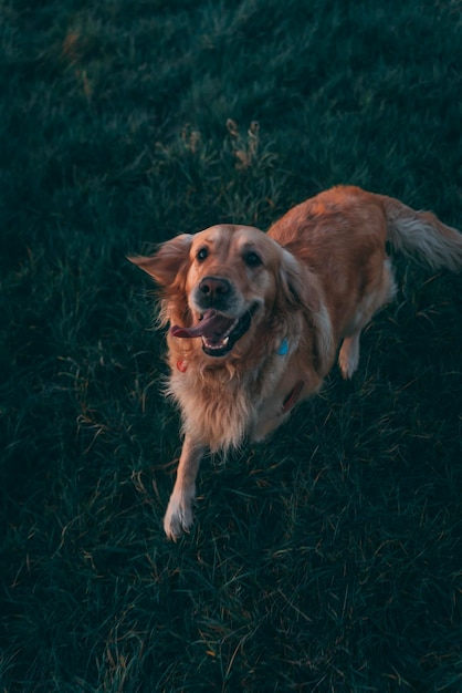 Hochwinkelansicht des Hundes auf dem Feld