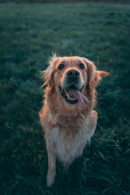 Hochwinkelansicht des Hundes auf dem Feld