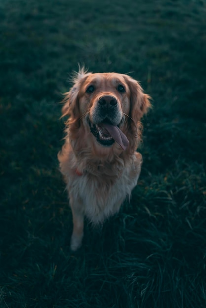 Hochwinkelansicht des Hundes auf dem Feld