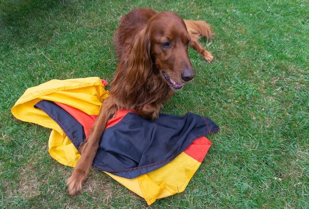 Hochwinkelansicht des Hundes auf dem Feld