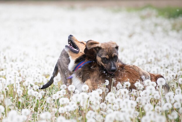 Hochwinkelansicht des Hundes auf der Straße