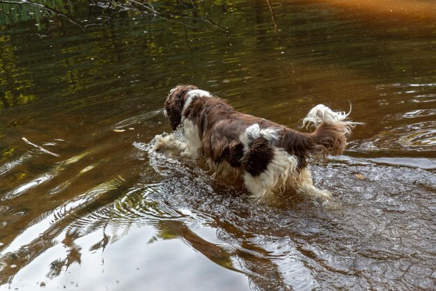 Hochwinkelansicht des Hundes auf einem feuchten See