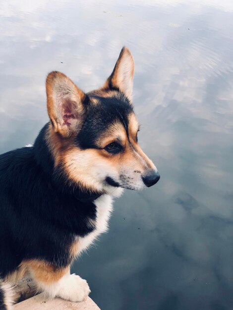 Foto hochwinkelansicht des hundes, der wegblickt