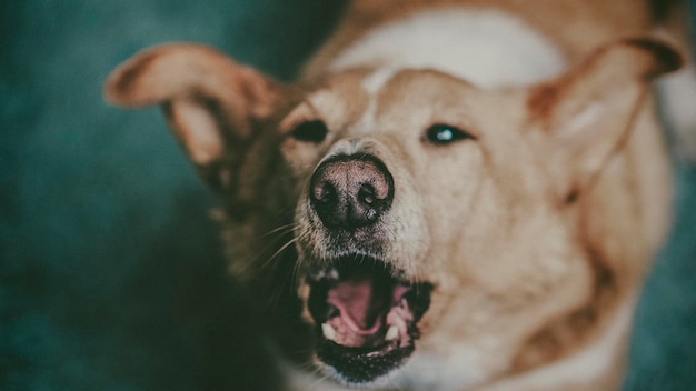 Hochwinkelansicht des Hundes mit offenem Maul