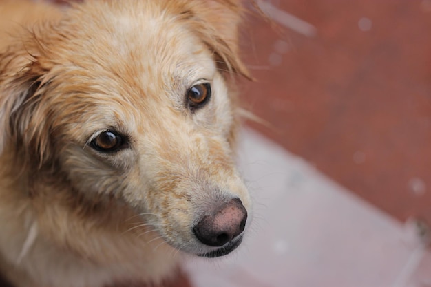 Hochwinkelansicht des Hundes