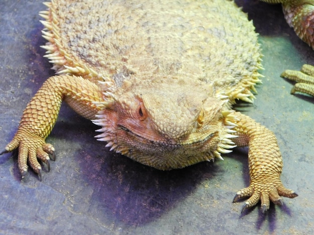 Foto hochwinkelansicht des iguanas