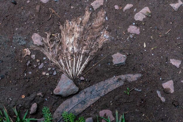 Foto hochwinkelansicht des in den boden eingebetteten flügelreste