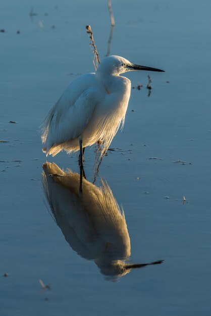 Foto hochwinkelansicht des kleinen egrets im see mit reflexion