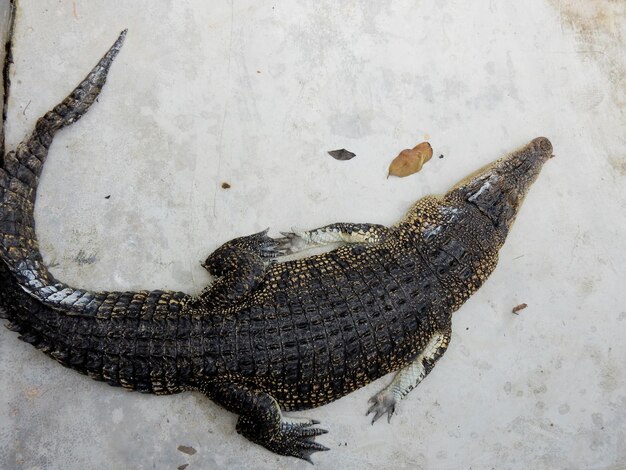 Foto hochwinkelansicht des krokodils auf marmor