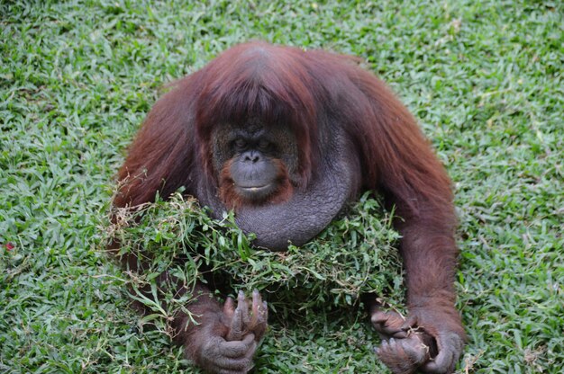 Hochwinkelansicht des Orangutans auf der Pflanze