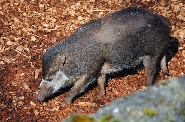 Foto hochwinkelansicht des pferdes auf dem feld