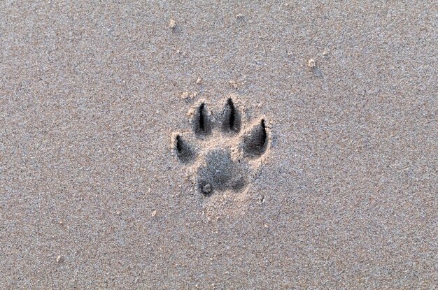 Foto hochwinkelansicht des pfotenabdrucks auf nassem sand