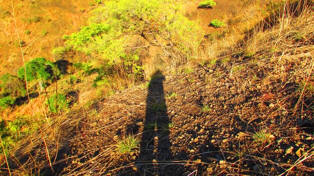 Foto hochwinkelansicht des schattens einer person auf dem feld