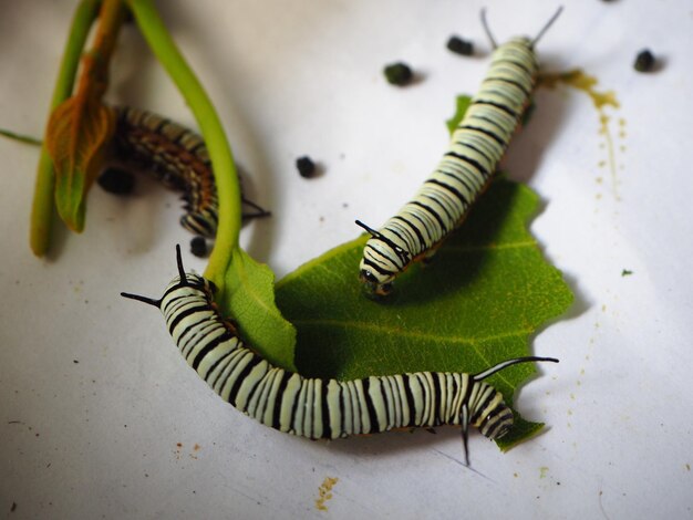 Foto hochwinkelansicht des schmetterlings auf dem grünen tisch