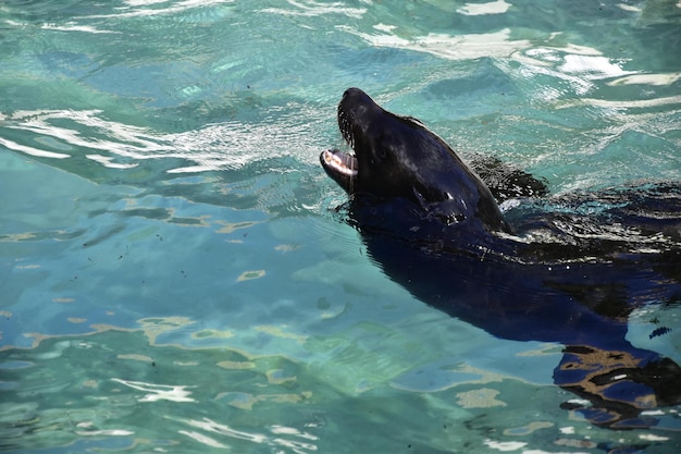Hochwinkelansicht des schwarzen Seelöwen, der im Meer schwimmt