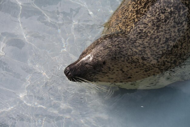 Foto hochwinkelansicht des schwimmenden seelöwen