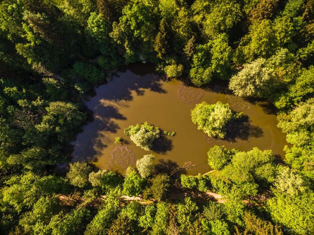 Hochwinkelansicht des Sees inmitten von Bäumen im Wald