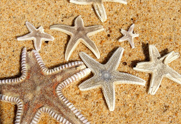 Foto hochwinkelansicht des seesterns auf dem sand