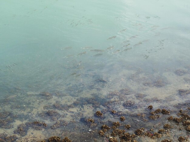 Foto hochwinkelansicht des strandes