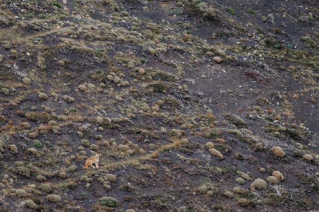 Hochwinkelansicht des Tieres auf dem Feld