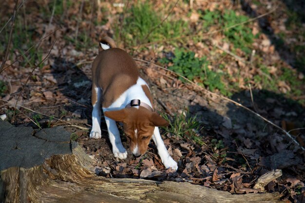 Foto hochwinkelansicht des tiertrinkens auf dem feld