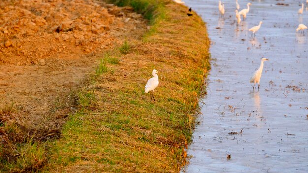 Hochwinkelansicht des Vogels auf dem Feld