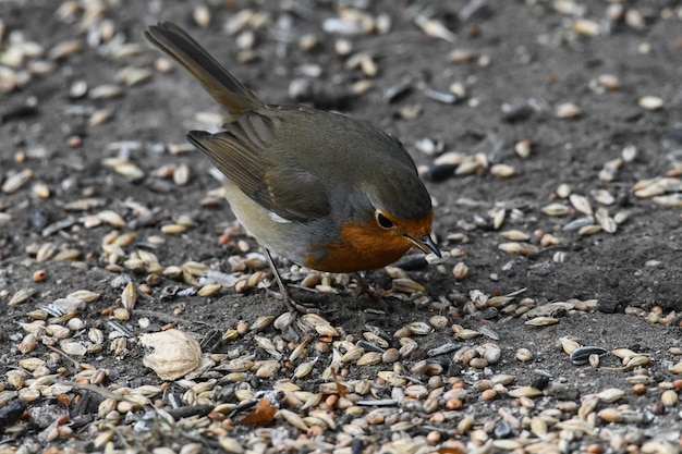 Hochwinkelansicht des Vogels auf dem Feld