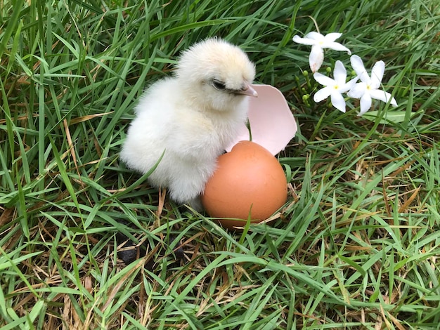 Foto hochwinkelansicht des vogels auf dem feld