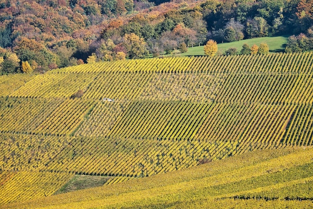 Foto hochwinkelansicht des weinbergs