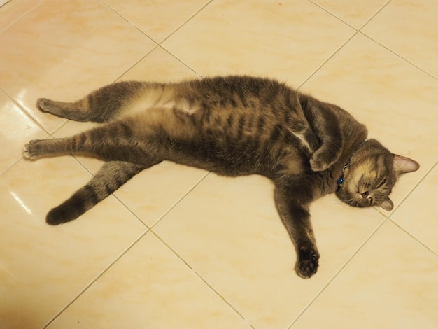 Foto hochwinkelansicht einer auf dem boden liegenden katze